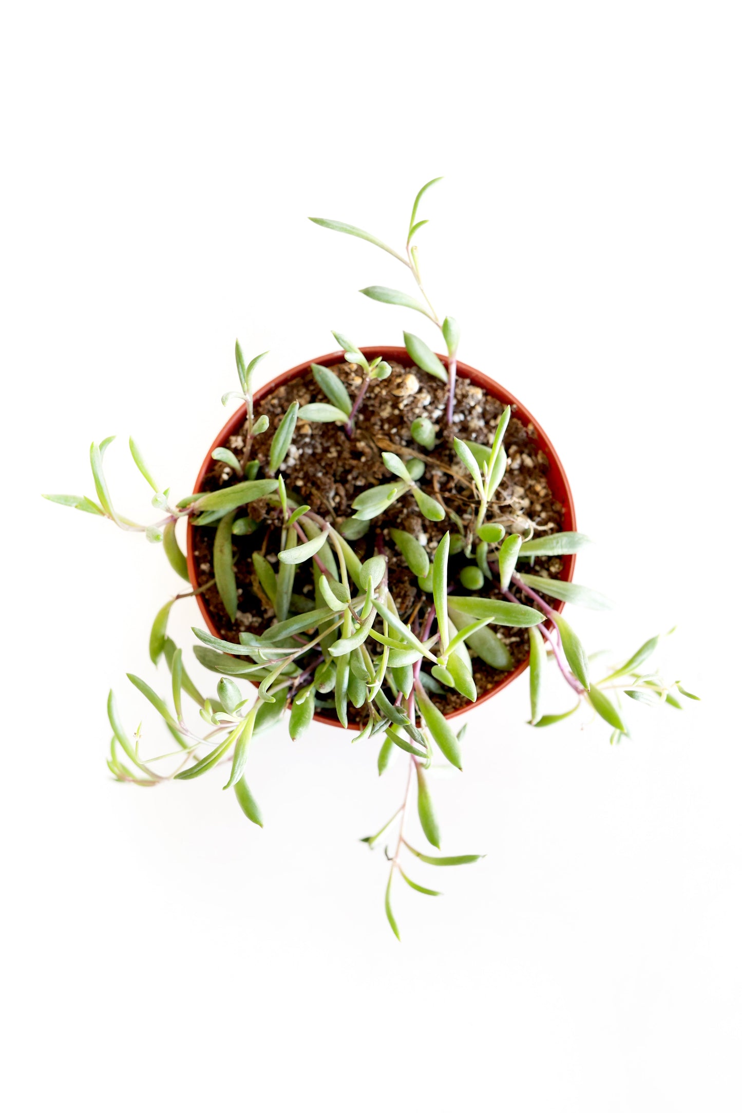 Purple Necklace Succulent