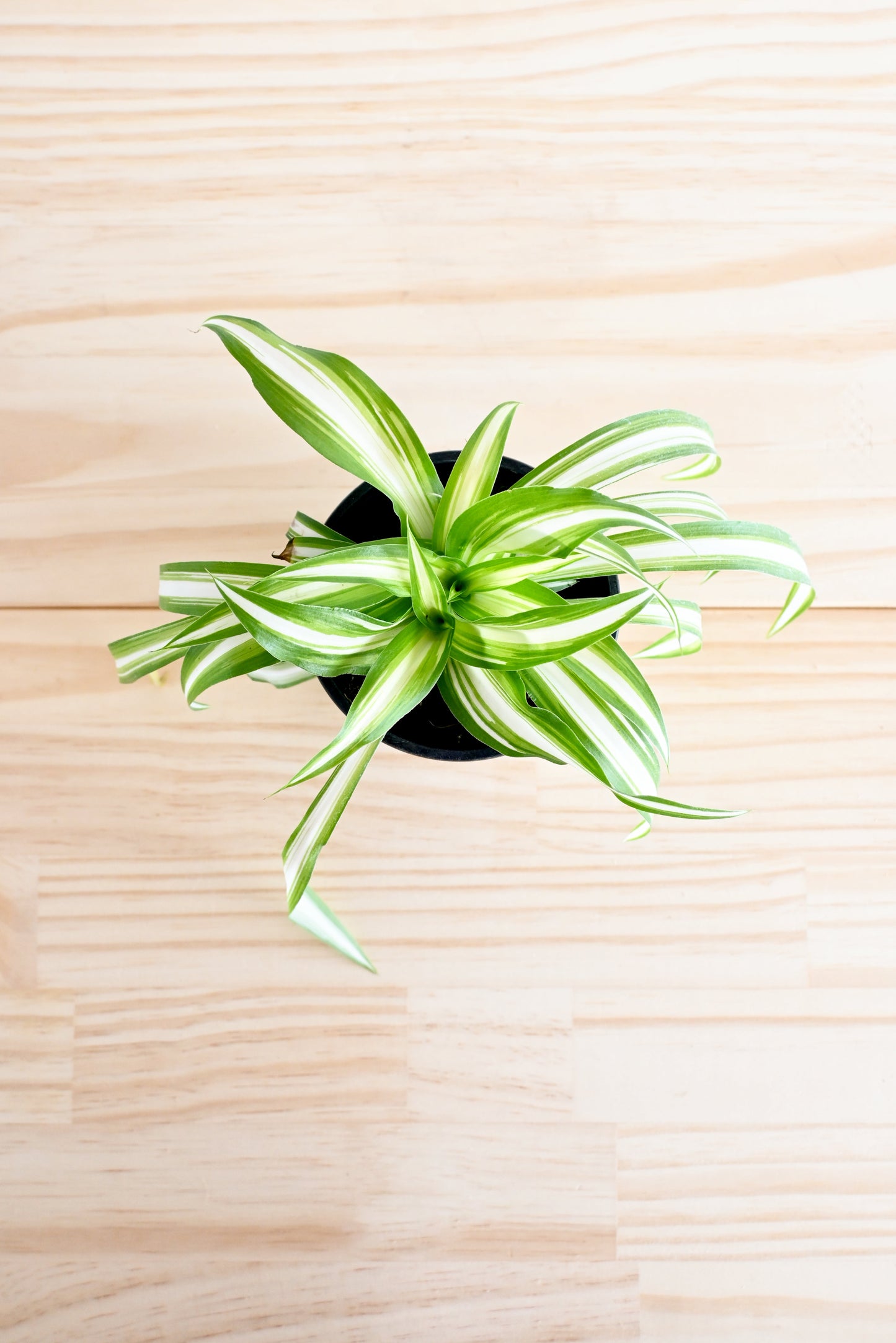 Spider Plant