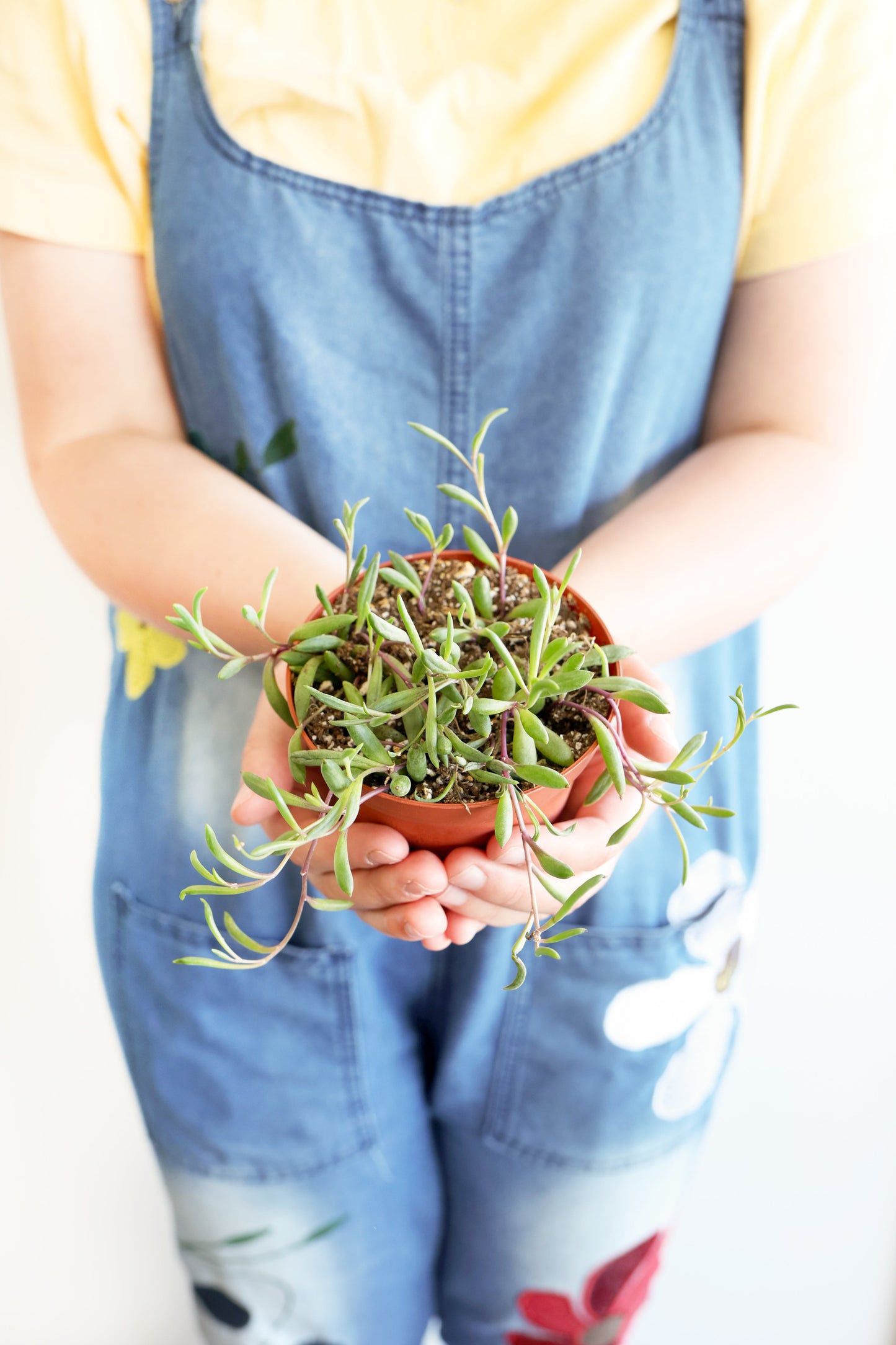 Purple Necklace Succulent
