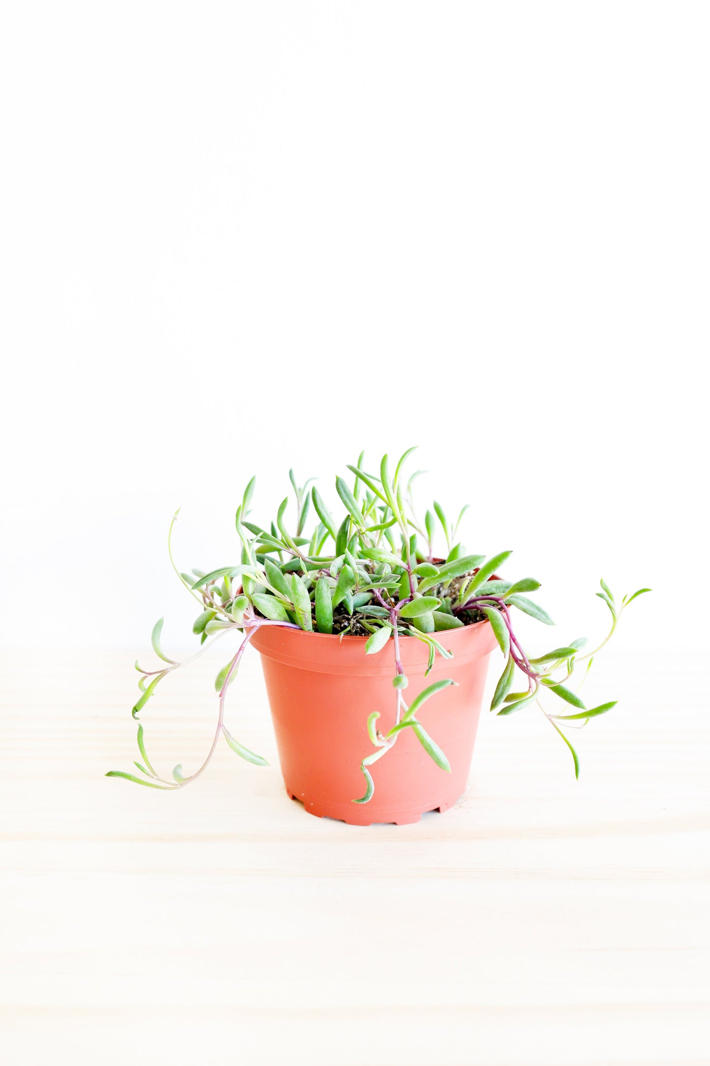 Purple Necklace Succulent