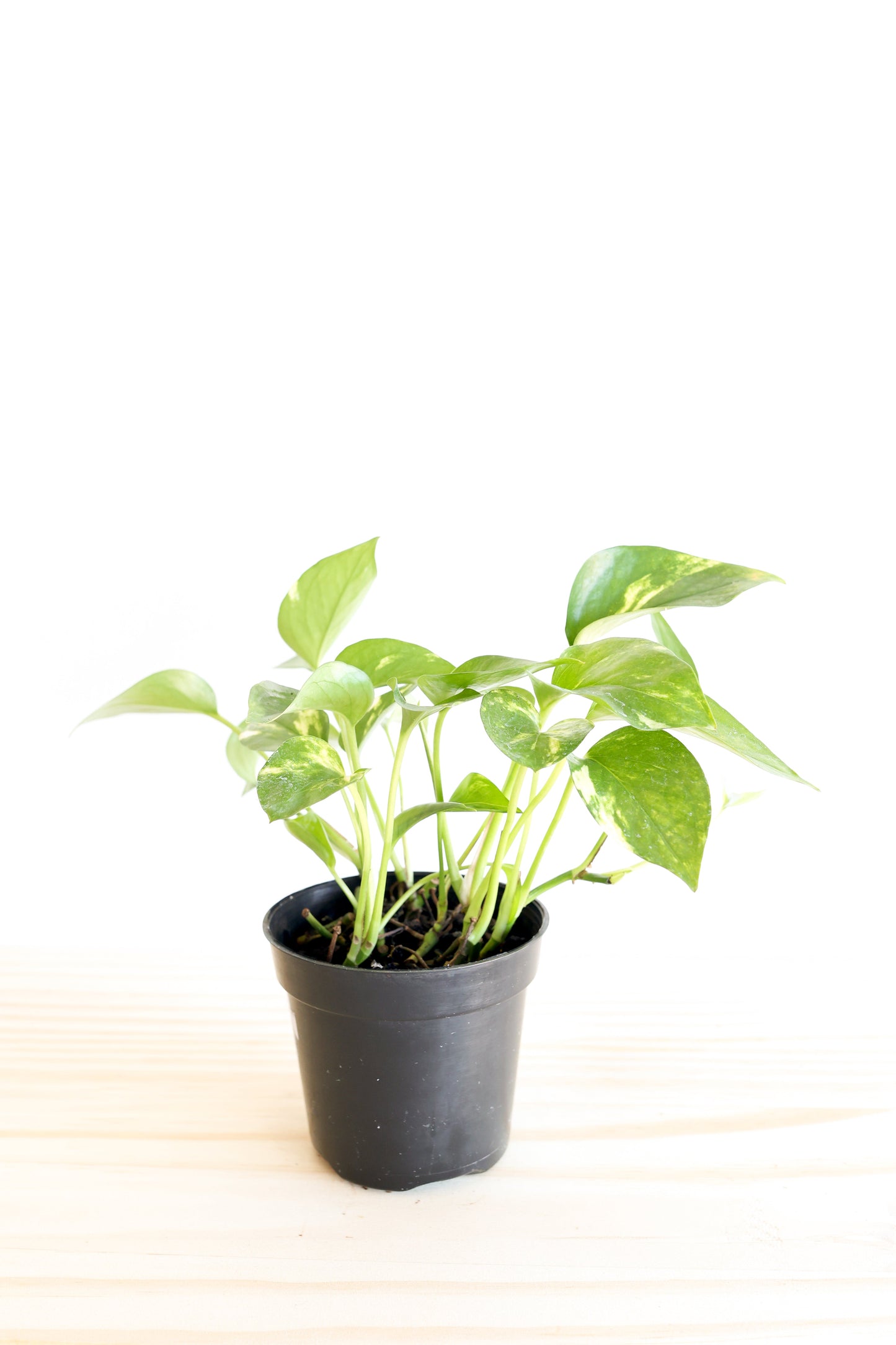Golden Pothos Plant